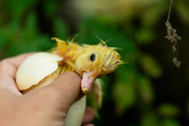 istock duckling coming out of a white egg 1187263589