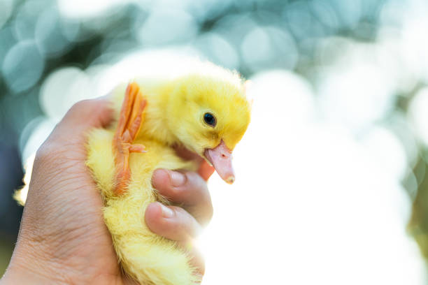 istock little yellow duckling on male hands 1187263595