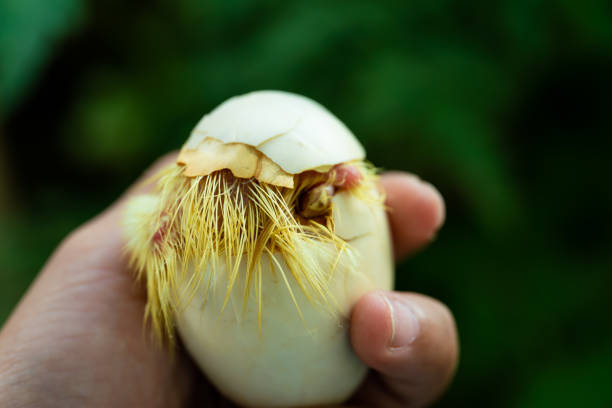 istock duckling coming out of a white egg 1187263607