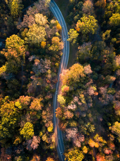 istock Aerial of a road surrounded with trees 1187265648