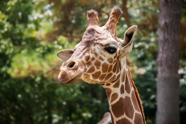 istock Closeup of a giraffe head 1187267188
