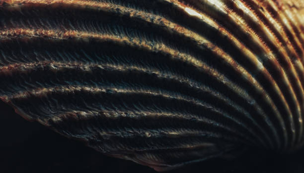 istock Close up Beautiful seashells on a black background texture. Macro photography view. 1187273061