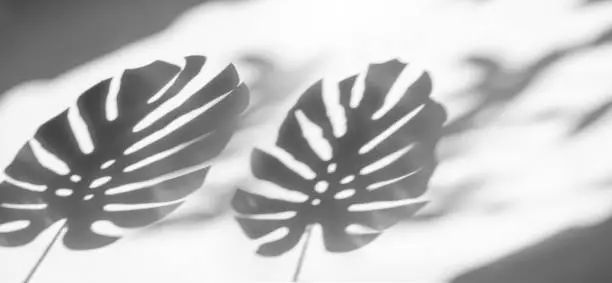 Photo of shadows monstera leaf on concrete textured wall surface background. White and Black tone