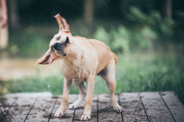 istock Golden Retriever shaking off water 1187275821