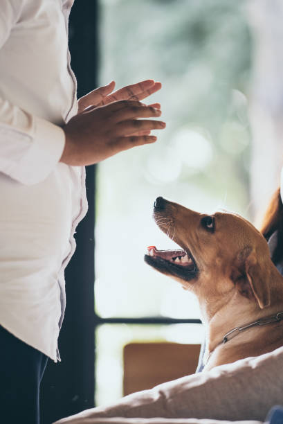 istock Golden Retriever dog Cute and friendly pets 1187275823