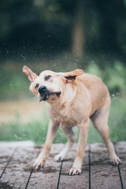 istock Golden Retriever shaking off water 1187275827