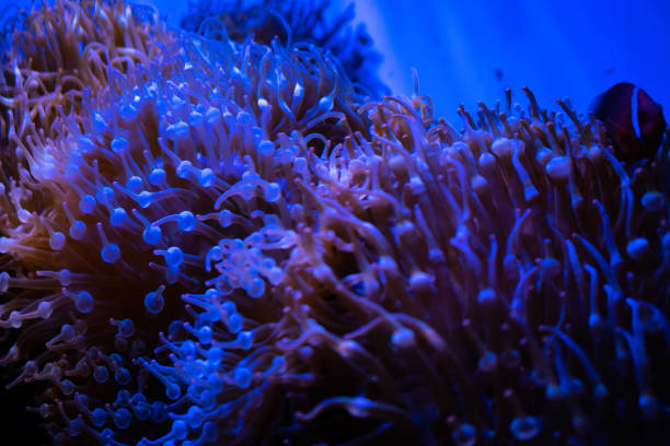 istock Amazing coral reef aquarium moment 1187275914