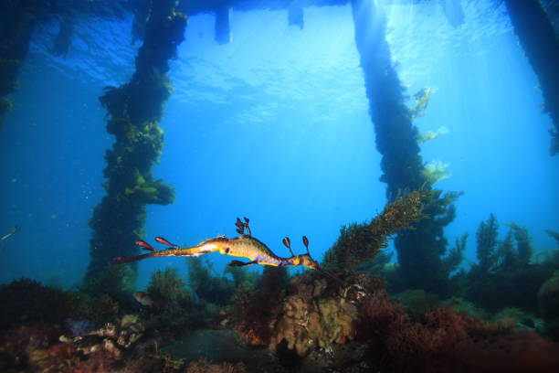 Dragon Male Weedy Seadragon swimming under pier seadragons photos stock pictures, royalty-free photos & images