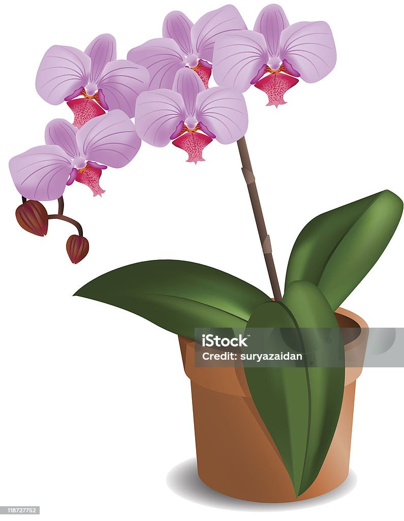Hermosa orquídea ilustración vectorial - arte vectorial de Clima tropical libre de derechos