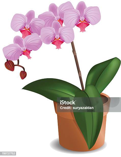 Ilustración de Hermosa Orquídea Ilustración Vectorial y más Vectores Libres de Derechos de Clima tropical - Clima tropical, Color - Tipo de imagen, Exotismo