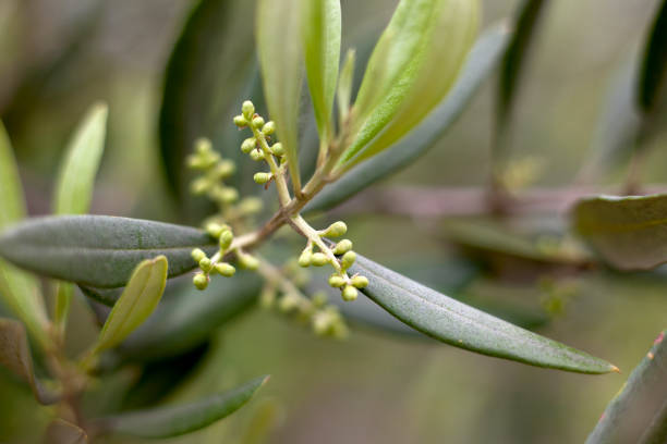 Images of green from gardens around Yountville, California.