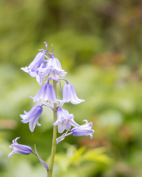 istock Close-up of Bluebells 1187279246
