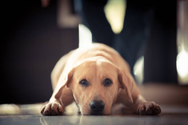 istock Golden Retriever dog Cute and friendly pets 1187279873