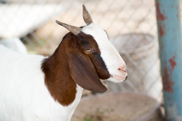 istock Goat in the cage for the tourist 1187281609