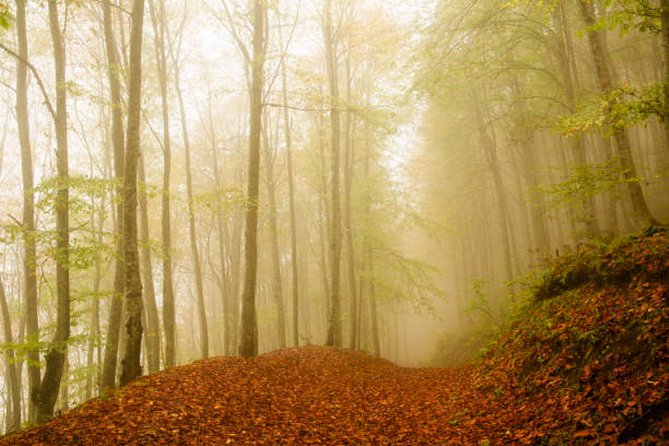 istock Moody image of magical forest 1187281888