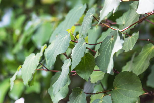 istock Background image of Kawakawa leaves 1187281924