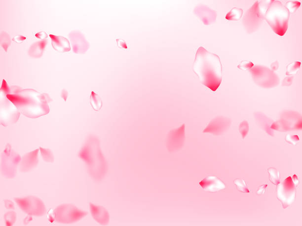 istock Japanese cherry blossom pink flying petals 1187284715