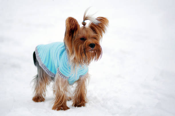 istock Yorkshire terrier walking in winter and wearing warm knitted coat 1187284852