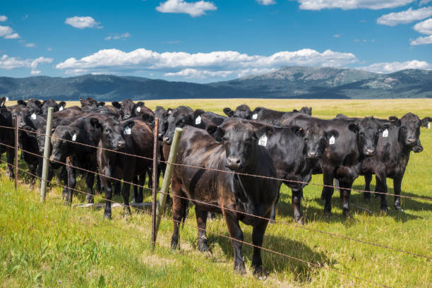 istock Cattle in Pasture behind Fence with Mountain Background 1187286826