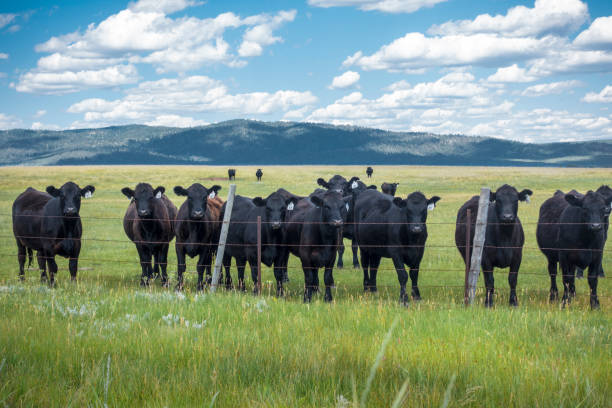istock Cattle in Pasture behind Fence with Mountain Background 1187286833
