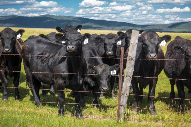 istock Cattle in Pasture behind Fence with Mountain Background 1187286834