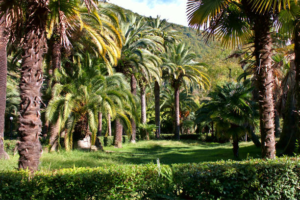 Palm trees in the park. Gagra, Abkhazia