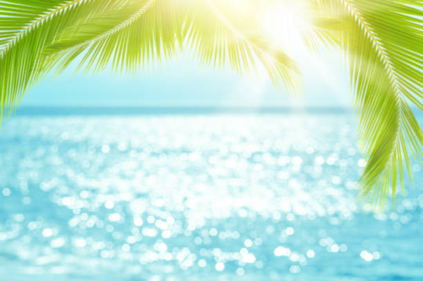 istock Blur beautiful nature green palm leaf on tropical beach with bokeh sun light wave abstract background. 1187288924