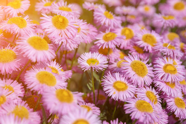 istock Chamomile in summer garden 1187292315