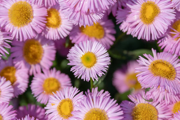 istock Chamomile in summer garden 1187292334