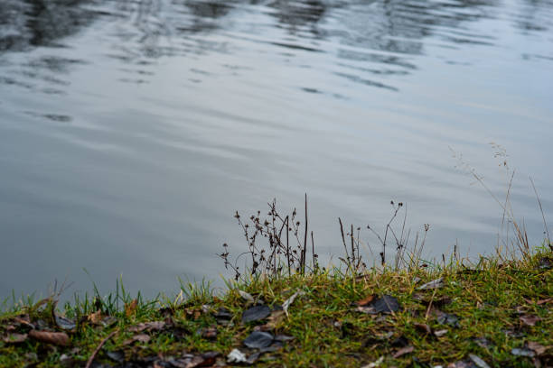 plants on the shore and water in the river. Autumn in November.