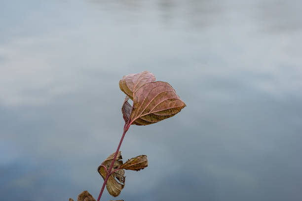 branch with foliage on a background of water. Autumn in November.