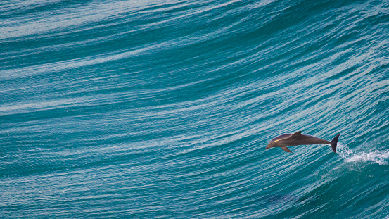 Found this dolphin in the bay of Byron bay, Australia. He was one of a few jumping and playing in the waves. At the same time dozens of humpback whales where visiting the area. Shot from the view point of the lighthouse.