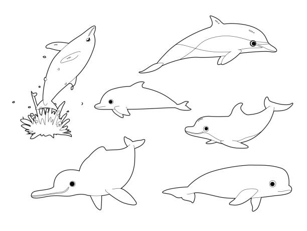 Various Dolphin Pose Cute Cartoon Vector Coloring Book Animal Character EPS10 File Format beluga whale jumping stock illustrations