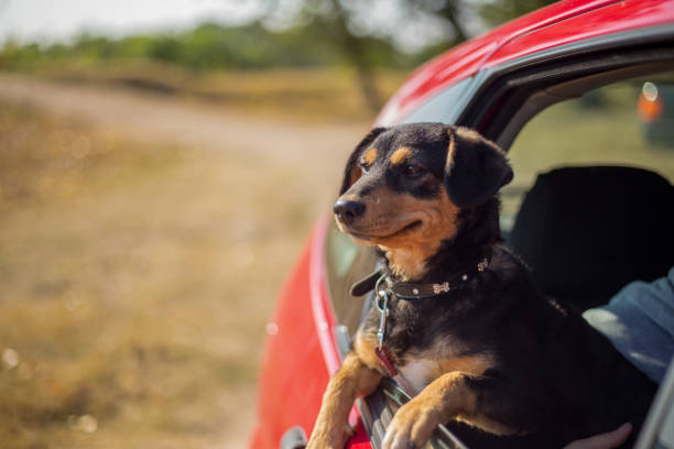 Happy dog has her head out a car window