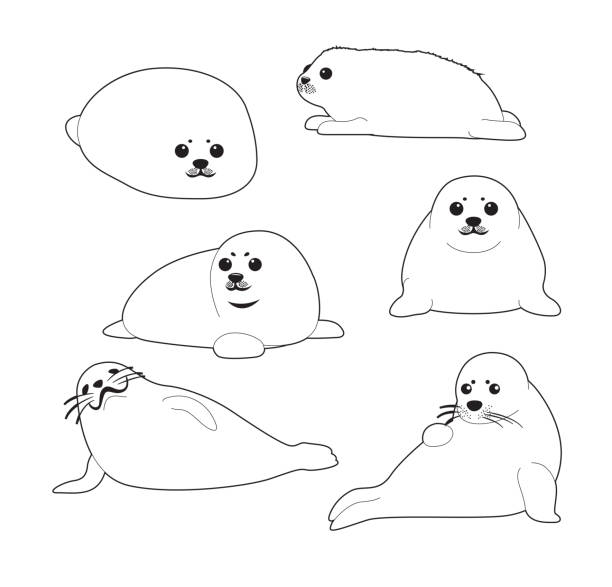 White Seal Pup Cute Cartoon Vector Coloring Book Stock Illustration -  Download Image Now - Animal, Arctic, Seal Pup - iStock