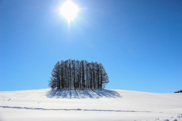 Snow Hill and Larch Forest in Biei