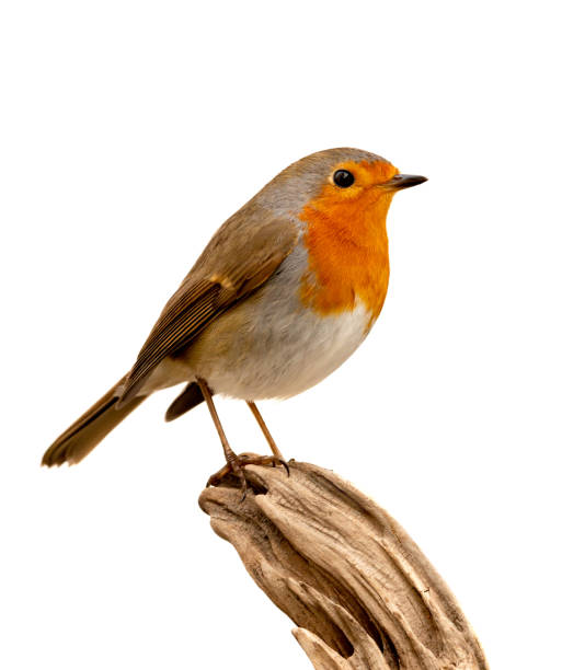 istock Pretty bird with a nice red plumage 1187298384