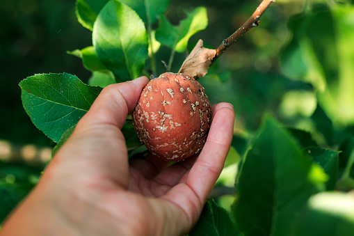woman's hand plucks rotten fruit fruit Apple during harvest in the garden on the farm