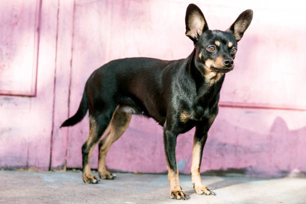 istock Young black toy terrier dog 1187300642