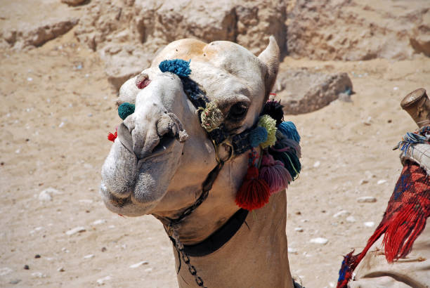 istock Camel in the desert. Camel with ornaments on its head. 1187300804