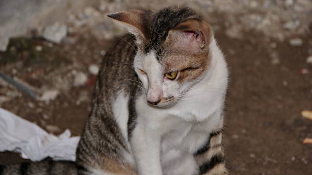 istock stray cat in selective focus, blurry photo 1187301058