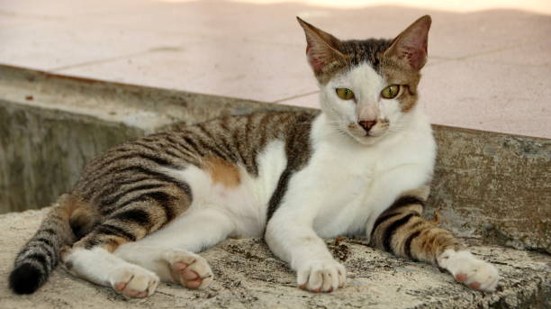 istock stray cat in selective focus, blurry photo 1187301268