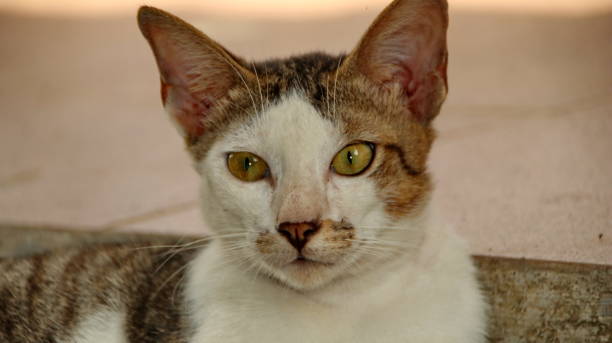 istock stray cat in selective focus, blurry photo 1187301818