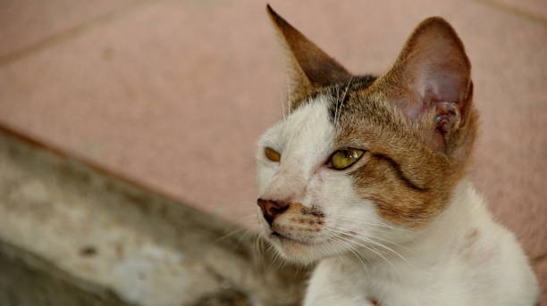 istock Stray cat in selective focus, blurry photo 1187301833