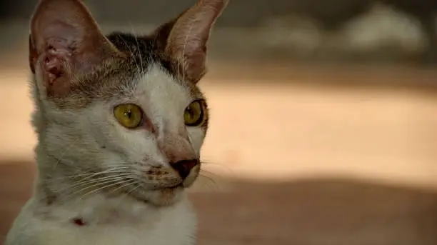 Photo of Stray cat in selective focus, blurry photo