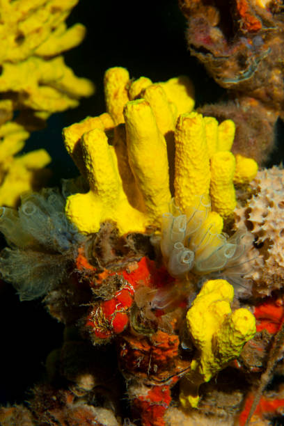 sea life undervattens gul svamp och crystal ascidia scuba diver synvinkel - ascidiacea bildbanksfoton och bilder
