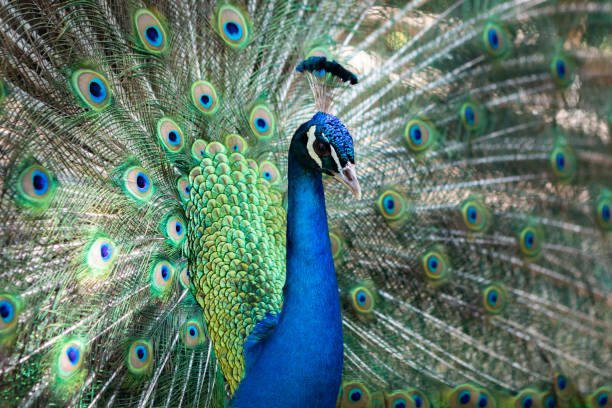 istock Amazing peacock during his exhibition 1187302341