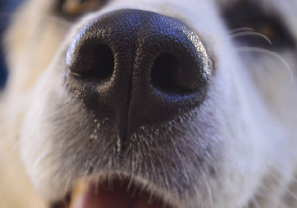 istock Dog nose close up. White dog. 1187303137