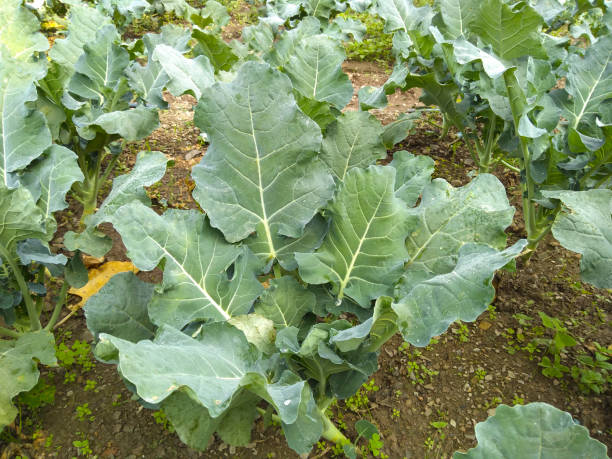 istock Fresh green broccoli vegetable plants in growing in farm. 1187303330