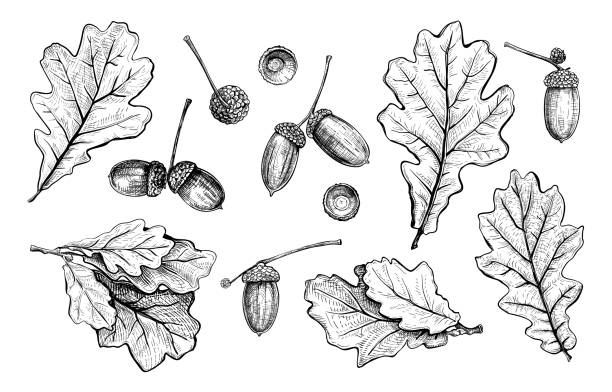 ilustrações de stock, clip art, desenhos animados e ícones de oak leaves acorn - bolota ilustrações